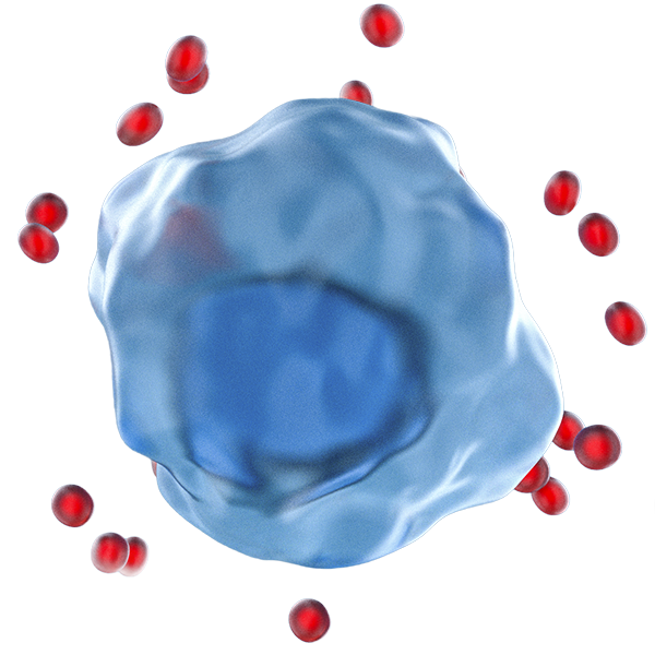 Cell before renewal begins