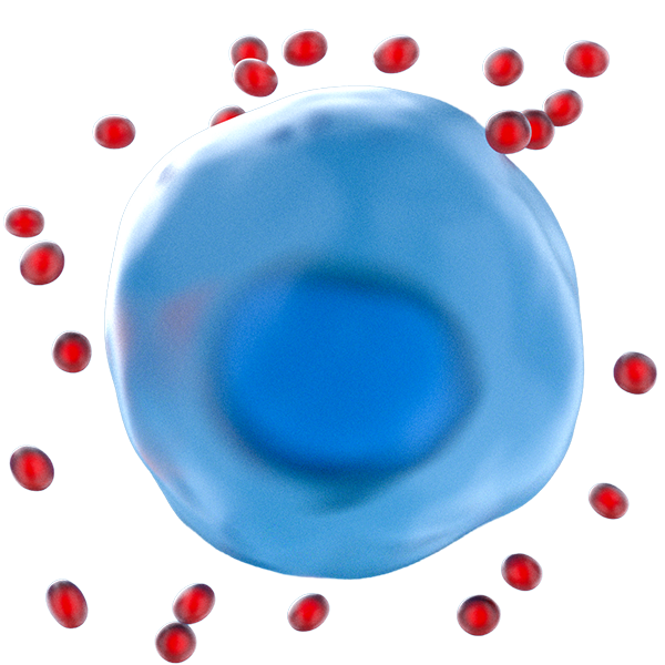 Cell during active renewal