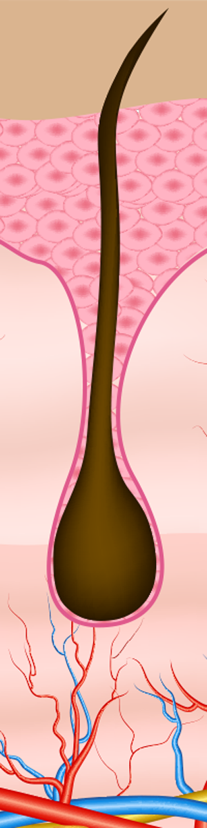 Cross-section illustration of skin layers